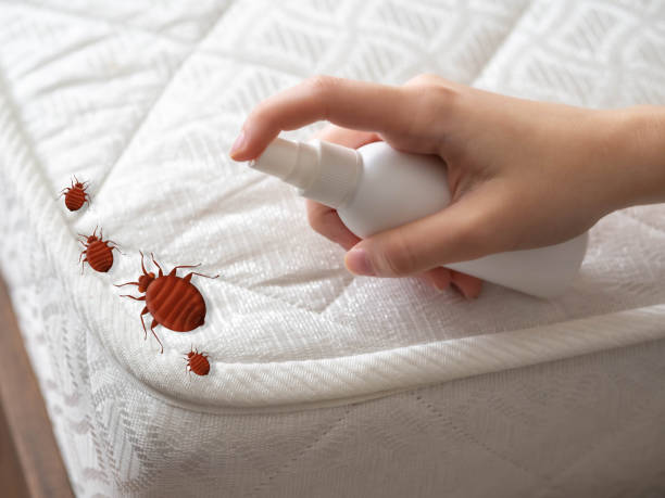 Best Spider Control Near Me  in Shelby, OH